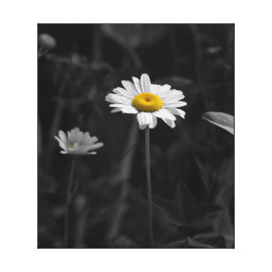 Toile Fleur noire et blanche de la marguerite jaune