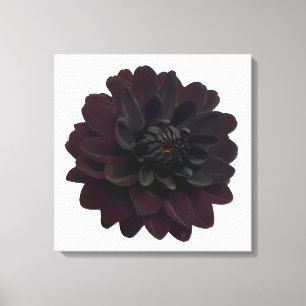 Toile Fleur noire florale moderne de dahlia