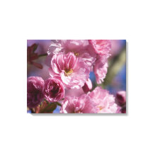 Fleur rose japonais fleurs de cerisier Mur Art