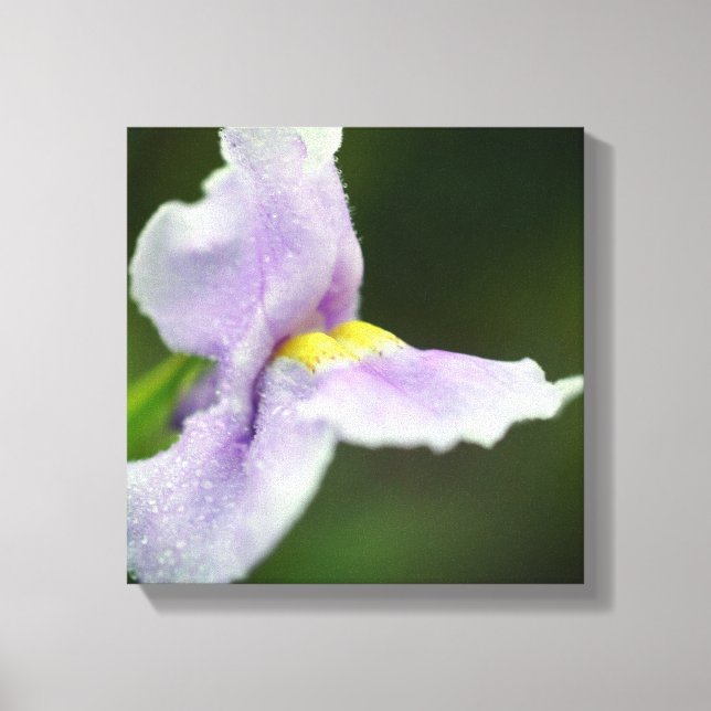 Toile Fleur sauvage d'orchidée violet pâle (Recto)