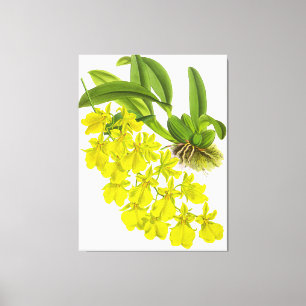 Toile Fleur vintage d'orchidée jaune