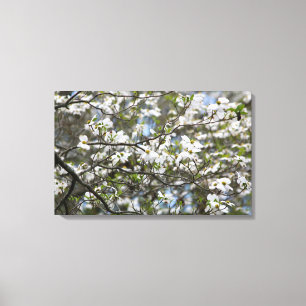 Toile Fleurs blanches de l'arbre à chiens