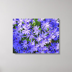 Toile Fleurs bleues à la marguerite Nature Photographie