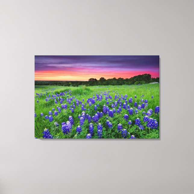 Toile Fleurs | Bluebonnets à Sunset Texas (Recto)