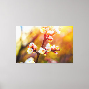 Toile Fleurs d'abricotier japonais au coucher de soleil 
