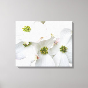 Toile Fleurs de bois de chien de l'Est - Cornus florida