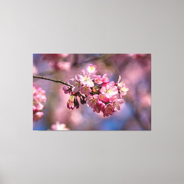 Toile Fleurs de cerisier Sakura de couleur rose aux coul (Recto)