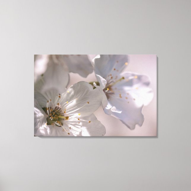 Toile Fleurs de cerisiers (Recto)