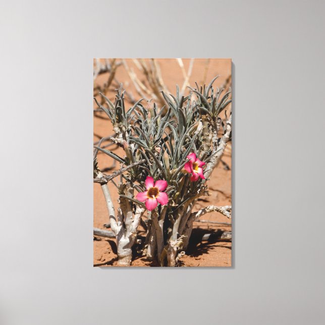 Toile Fleurs De Foule Du Diable Après La Pluie Dans Un D (Recto)