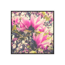 Fleurs de Magnolia rose