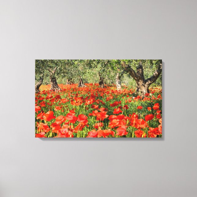 Toile Fleurs de pavot rouge sous les vieux oliviers (Recto)