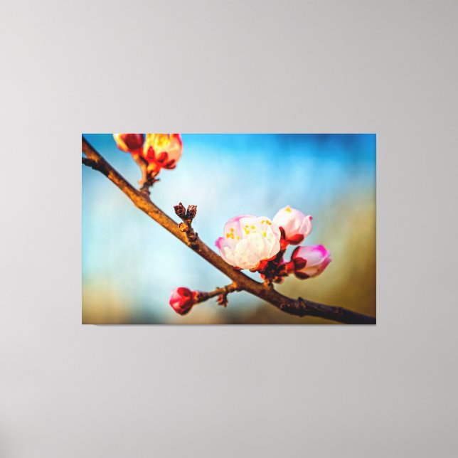 Toile Fleurs de Prunus mume et ciel bleu clair (Recto)