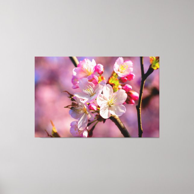 Toile Fleurs De Sakura Frais Dans Le Jardin Au Printemps (Recto)