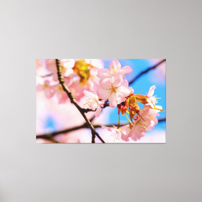 Toile Fleurs de Sakura roses par une chaude journée prin (Recto)