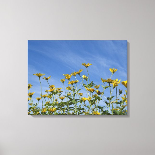 Toile Fleurs de soleil jaunes sauvages et ciel bleu (Recto)