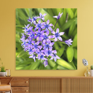 Toile Fleurs de Squill Portugais Closeup Nature Photo