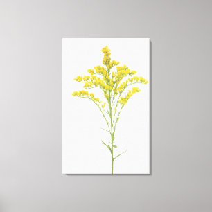 Toile Fleurs de verge d'or (Solidago juncea), Amérique d