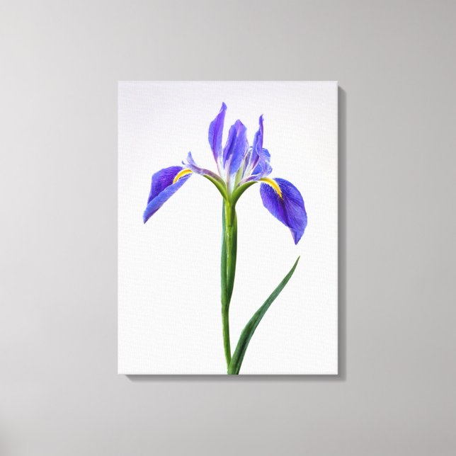 Toile Fleurs | Fleur Iris Violet (Recto)
