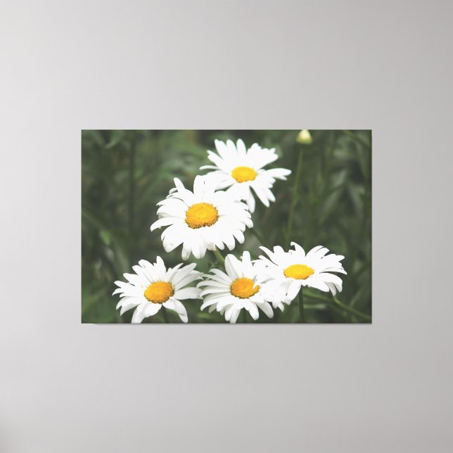 Toile Fleurs marguerites blanches (Recto)