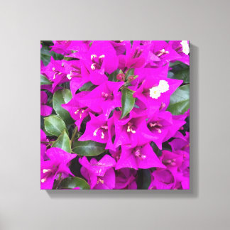 Toile Fleurs vibrantes de bougainvillée violette
