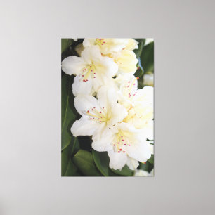 Toile Floral blanc crémeux
