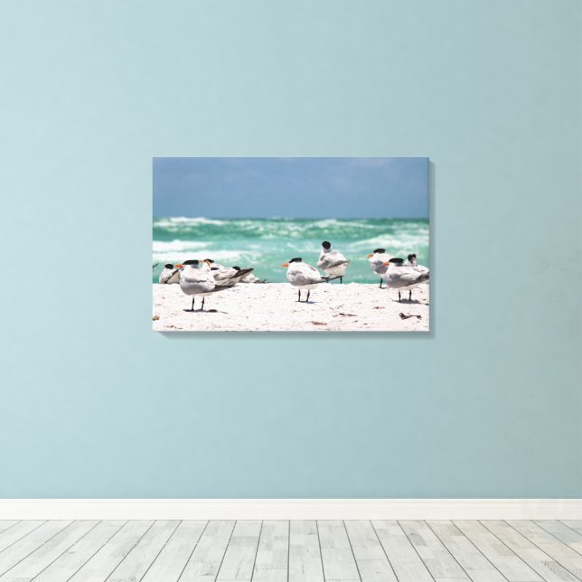 Toile Florida Terns on White Sandy Florida Beach (Insitu (Plancher de Bois))