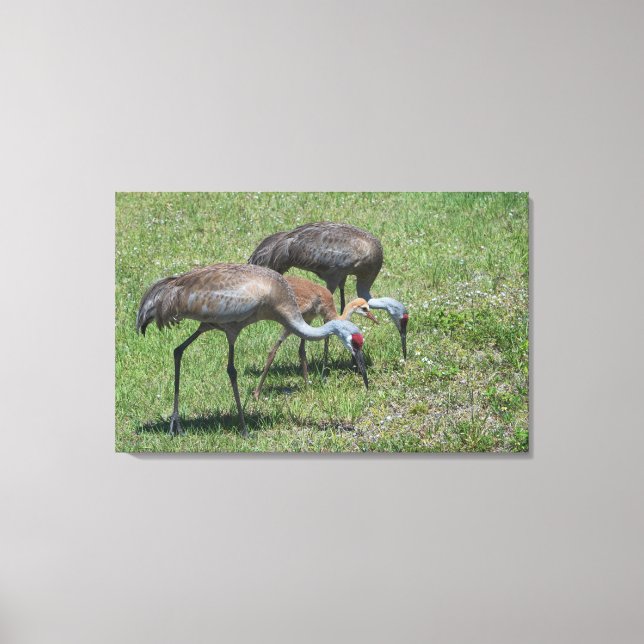 Toile Floride Grues Sandhill Marcher Dans Le Terrain Ver (Recto)
