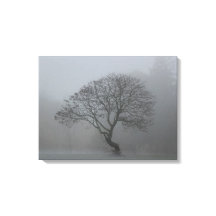 Foggy Tree