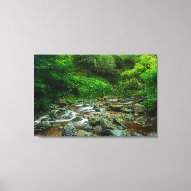 Toile Forest Stream in Lush Woodland (Dargle River) (Recto)