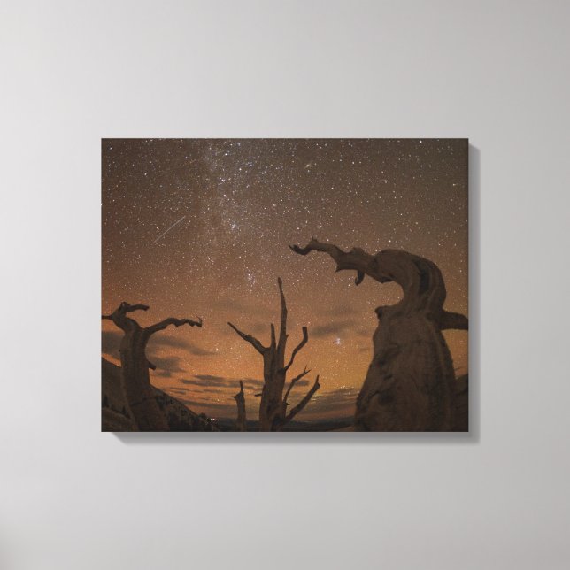 Toile Forêt ancienne de pins à Bristlecone | Californie (Recto)