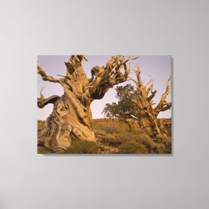 Toile Forêt antique de Bristlecone, Montagnes Blanches,