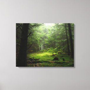 Toile Forêt Auvergne France
