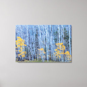 Toile Forêt d'Aspen