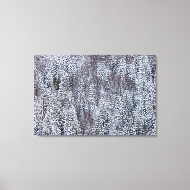 Toile Forêt de neige, Parc national du Mont-Rainier (Recto)