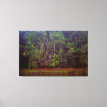 FORÊT DE PLUIE ÉLEVÉE 40x60