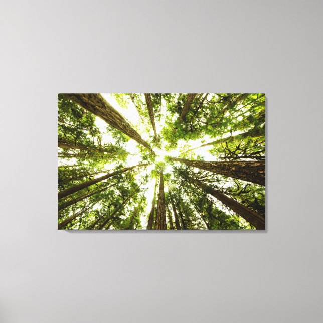 Toile Forêt de pluie verte (Recto)