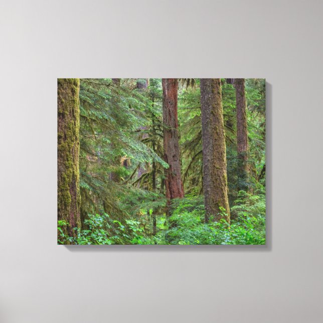 Toile Forêt nationale de Willamette | Oregon (Recto)