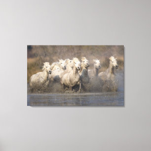 Toile France, Provence. Chevaux blancs de Camargue en co