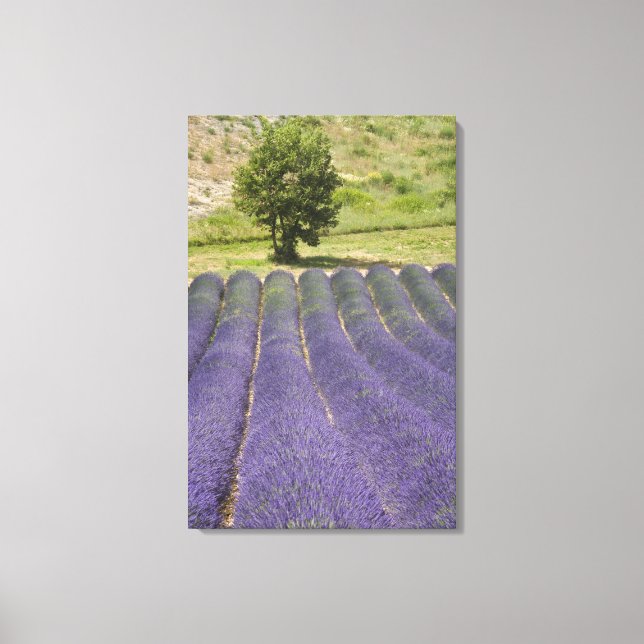 Toile France, Provence. Rangées de lavande en fleurs. (Recto)