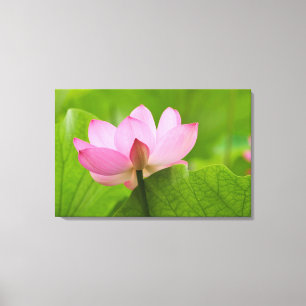 Toile Franklin NC, jardin d'eau de Perry, Lotus