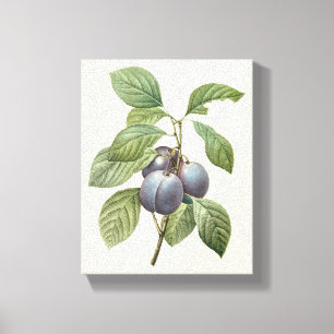 Toile Fruits alimentaires vintage, prunes de jardin viol