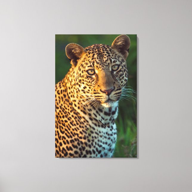 Toile Full-Grown Cub (Recto)