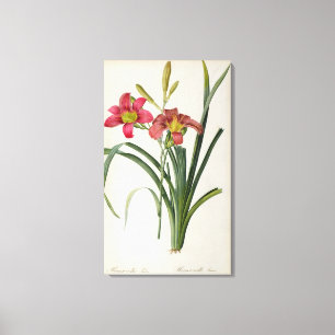 Toile Fulva de Hemerocallis, de "Les Liliacees", 1805