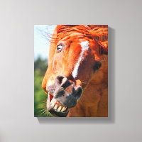 Funny Horse Rire Photographie