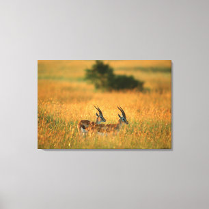 Toile Gazelle de Thomson
