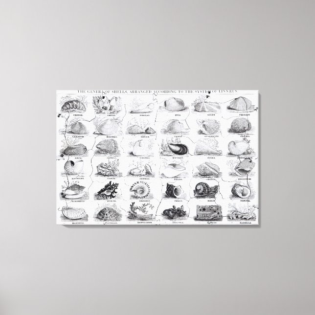 Toile Genera of Shells jigsaw, pub. par W. Edwards (Recto)