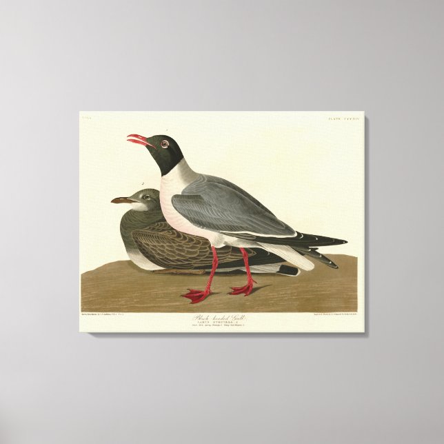 Toile Goéland à tête noire des oiseaux américains d'Audu (Recto)