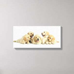 Toile Golden Labrador Pupile