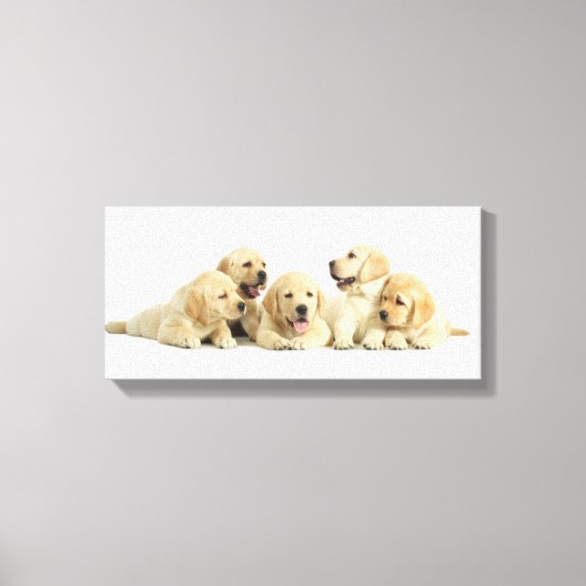 Toile Golden Labrador Pupile (Recto)
