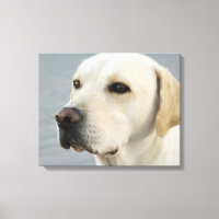 Golden Labrador Retriever Photographie
